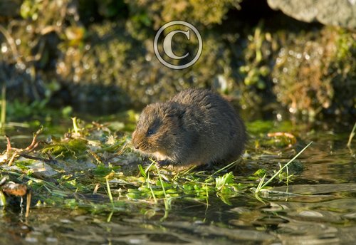 Water Vole 4 DM0365